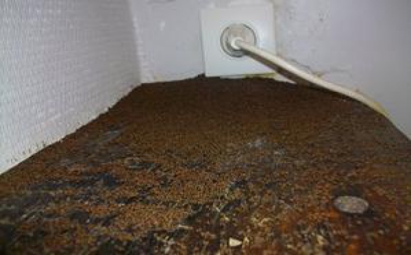 Des milliers de fourmis saccagent un village d'Ardèche