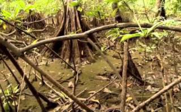  Documentaire : L'importance de l'eau sur Terre 