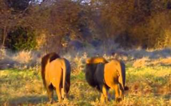 Ushuaïa Nature - Prélude au crépuscule d'une faune (Botswana)