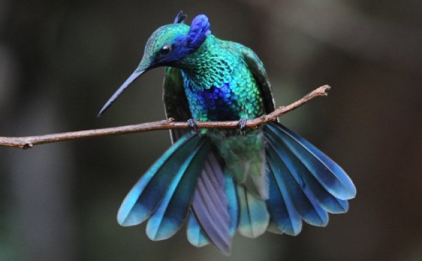 Colibris joyaux de la nature