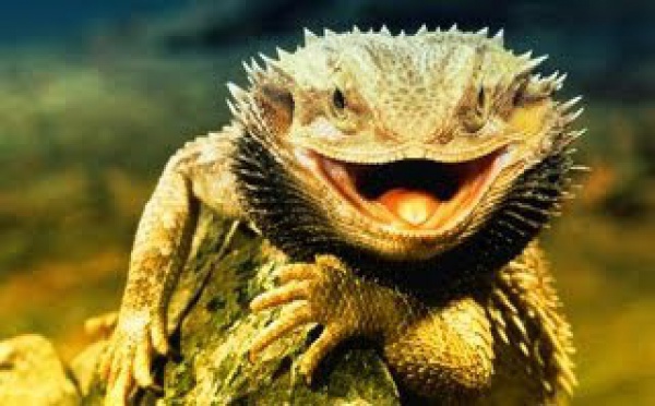  Pogona dans La Nature