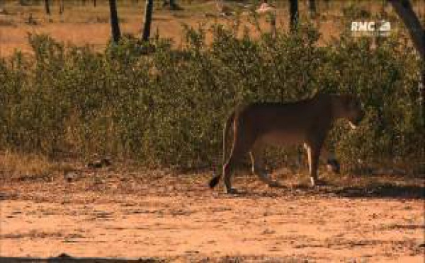 Les lions d'Afrique