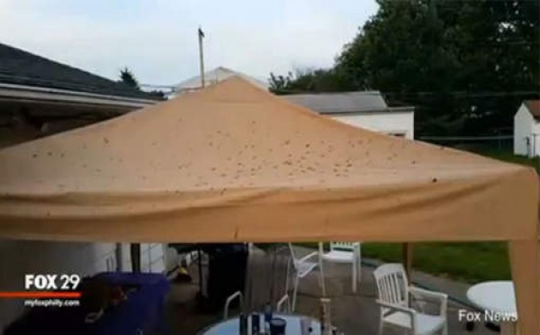 Une pluie d'excréments pour ses 16 ans