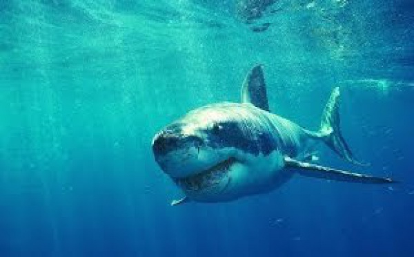 La vie des Requins