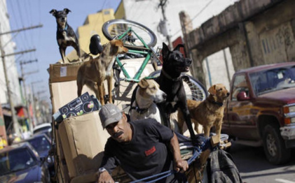 Au Brésil, il y a plus de chiens que d'enfants