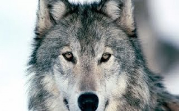 Le loup gris
