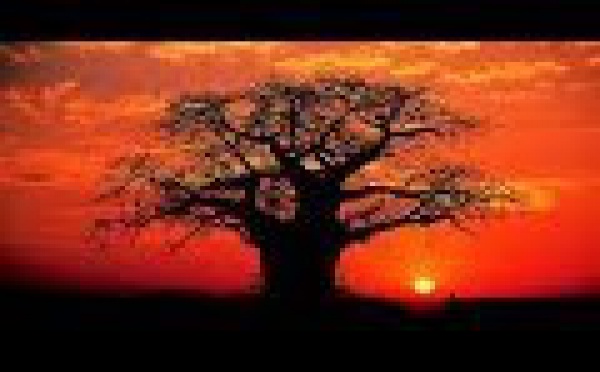 Le Baobab géant de la savane