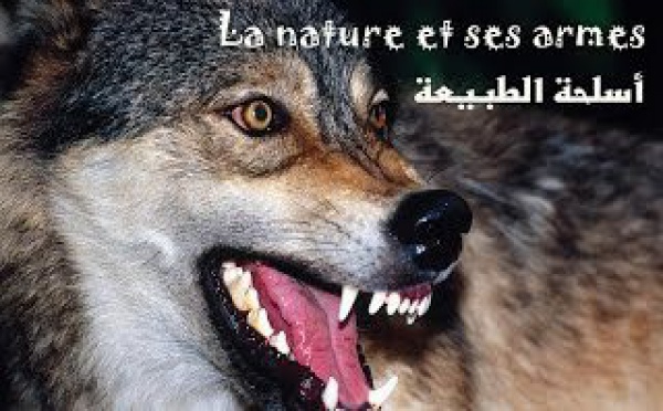 La nature et ses armes 