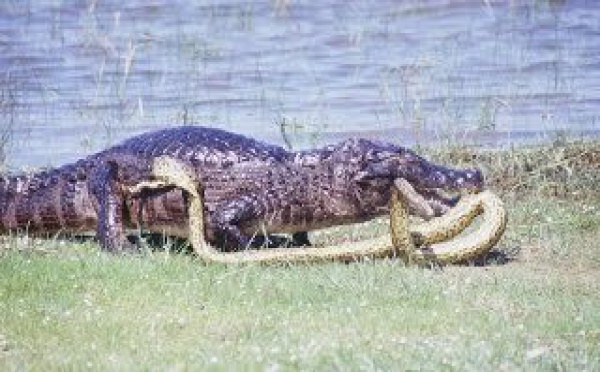 Anacondas &amp; Caïmans - duel au coeur du marais