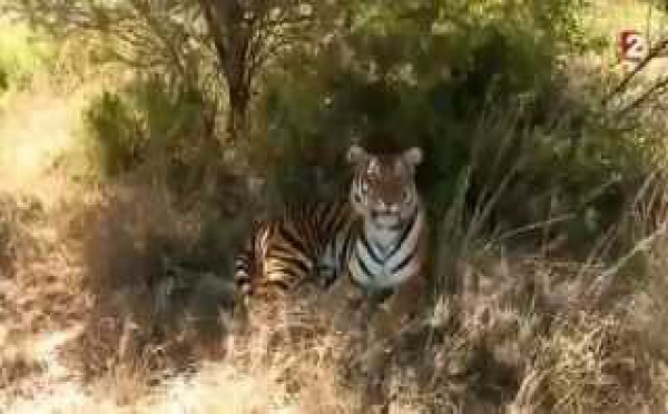 Grandeurs nature: Le tigre de la dernière chance 