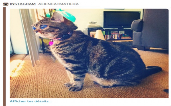Les yeux étranges de ce chat lui valent d'être surnommé "alien"