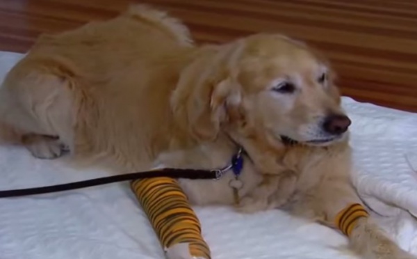  Un chien d'aveugle sauve sa maîtresse !