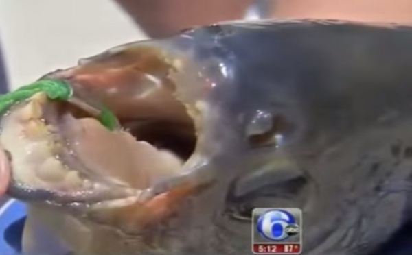 Un poisson mangeur de testicules a été retrouvé dans un lac !