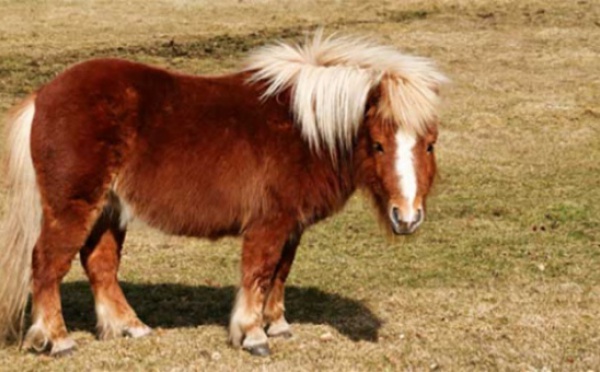 Paris – Un homme de 74 ans surpris en train de violer un poney dans un centre équestre