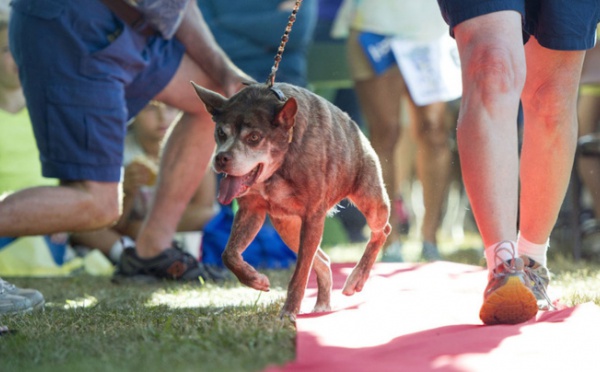 Quasi Modo vient d’être élu chien le plus moche du monde !