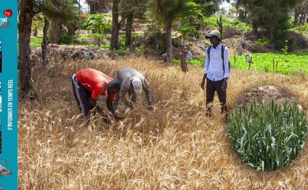 Grand reportage/ Dans l’aventure de la culture du blé au Sénégal : Défis et perspectives