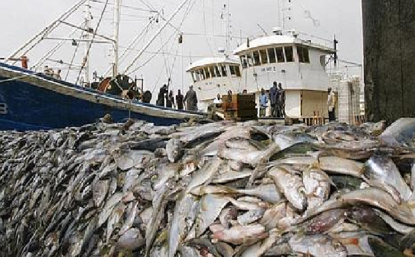 La liste divulguée : 132 navires nationaux et 19 navires étrangers pêchent dans les eaux sénégalaises