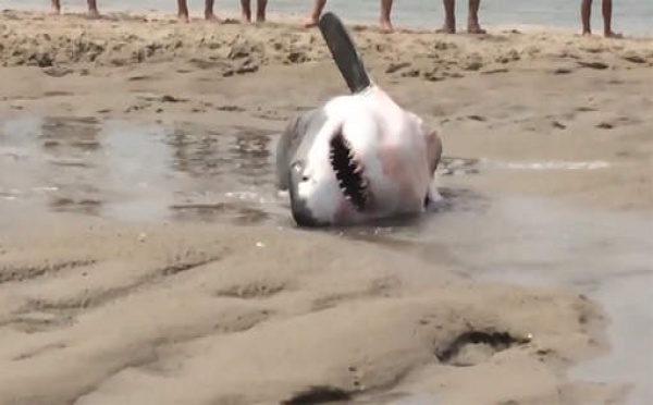 Des vacanciers sauvent un requin blanc échoué