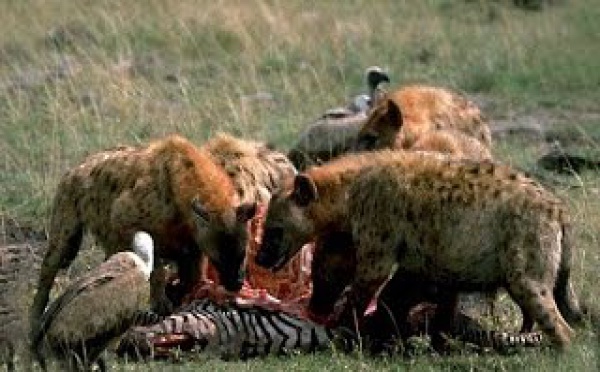 Animaux sauvages: hyènes mauvaise réputation