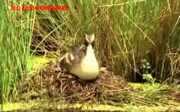 Animaux Sauvages: Les portes de l'enfer