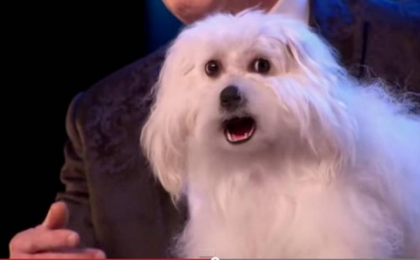 Britain's got talent 2015 : Le chien qui parle, chante et miaule