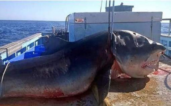 Fake ou pas? Un énorme requin capturé au large de l'Australie