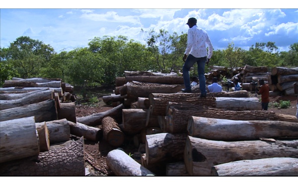 "Ça me dit mag" en Casamance : Pape Alé Niang au cœur du trafic de bois dans la région sud