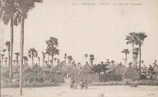 Carte postale : Une forêt de rôniers à Pire