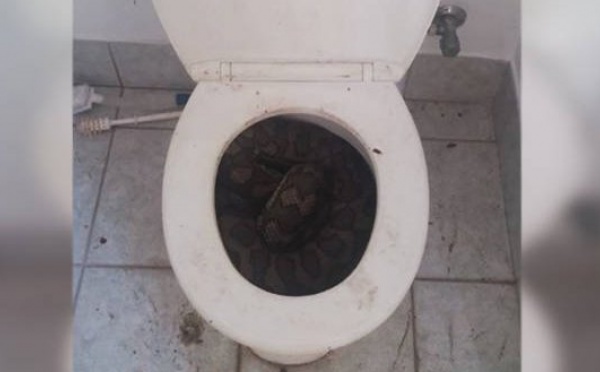 Australie : Des serpents se logent dans les cuvettes des toilettes pour échapper à la chaleur