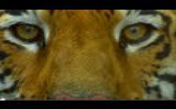 Découvrez le tigre de Bengale dans ce magnifique documentaire...