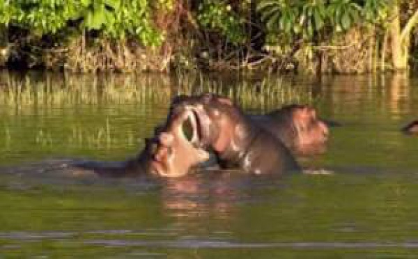 Les hippopotames du Lac Edward - R.D. Congo 