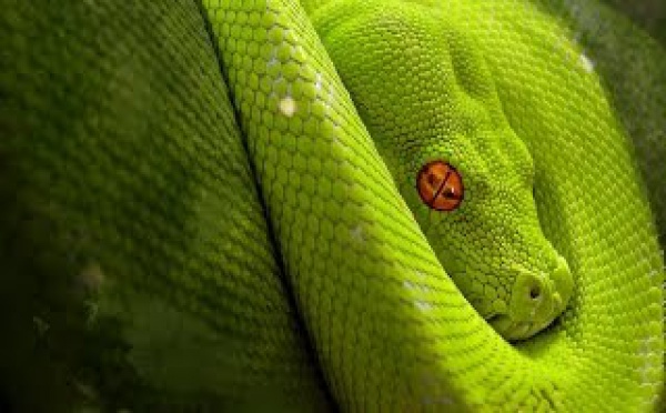 Les grands animaux d'Amérique du Sud : L'anaconda