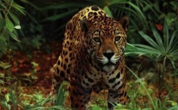 Le Jaguar - Les grands animaux d'Amérique du Sud