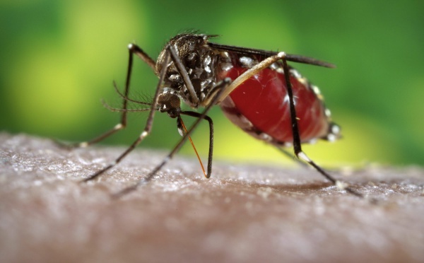 Pourquoi certaines personnes se font plus piquer par les moustiques que d’autres ?