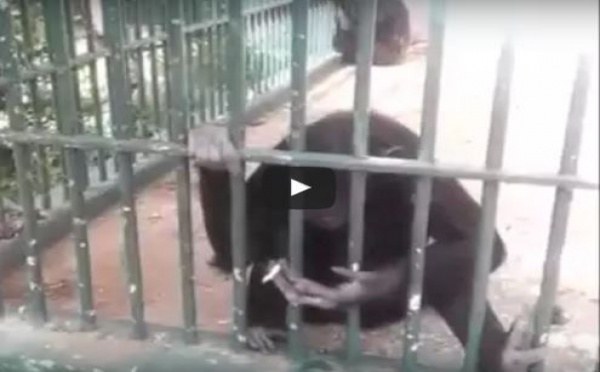 Un singe fume une cigarette au parc de Hann