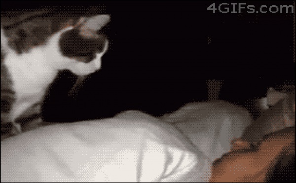 29 chats qui veulent voir le monde brûler