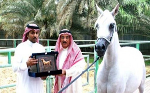 Arabie Saoudite : Un célèbre cheval de course sera exécuté à cause de son Homosexualité