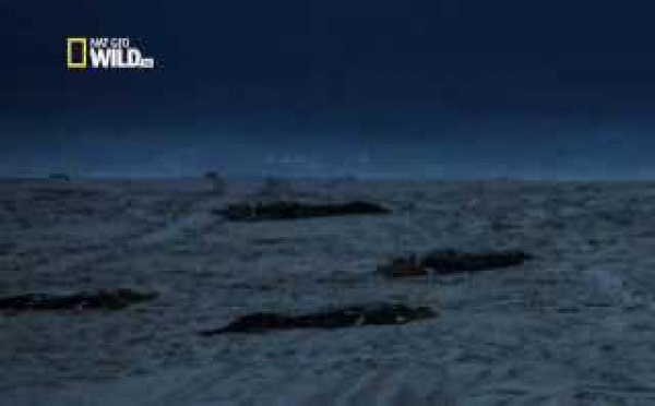 Les crocodiles marins d'Australie