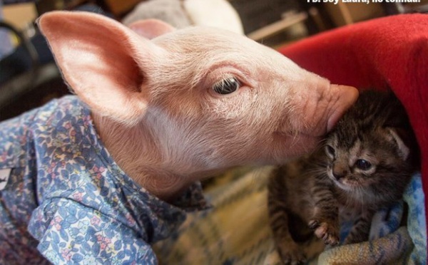 Ce porcelet et ce chaton sont les meilleurs amis du monde