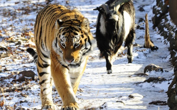 Le tigre et le bouc qui étaient amis se sont disputés