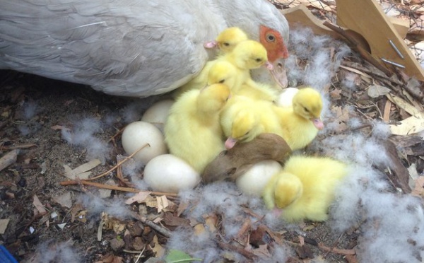 Un bébé marsupial emménage avec une famille de canards et c’est chou