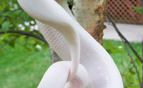 29 animaux albinos qui vont vous faire craquer