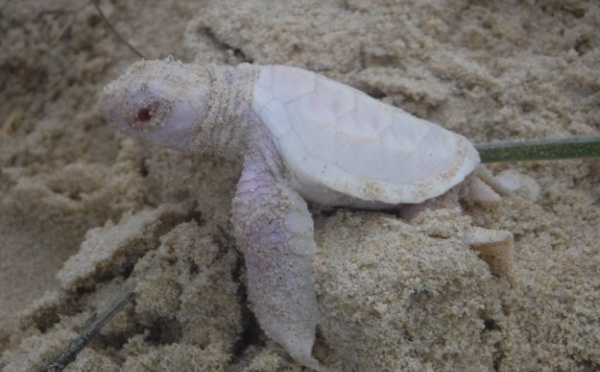 Voici Alby, une tortue albinos extrêmement mignonne