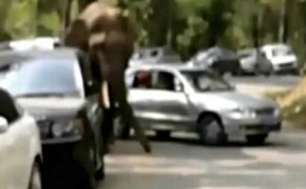Vidéo - Un éléphant abîme 19 voitures après un chagrin d'amour