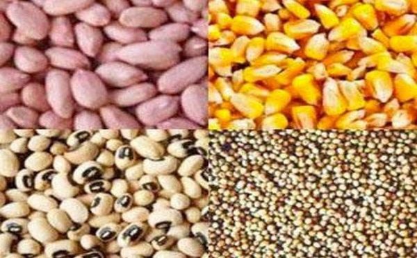 Diourbel-campagne agricole : l’hivernage s’installe, mais les semences se font attendre