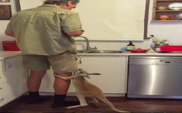 Ce bébé kangourou est un grand gourmand et il va vous faire fondre