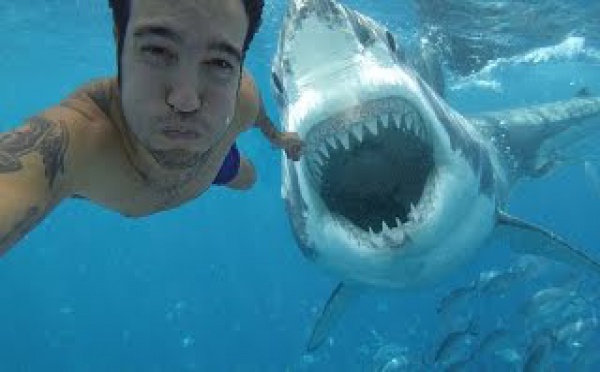 Les requins assassins, inconnus et rares
