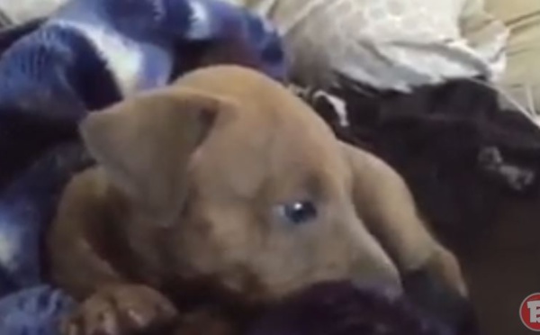Regardez la réaction de ce chiot face à son maître qui pleurniche. Trop drôle !