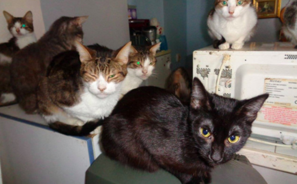 Cette femme qui vit avec 35 chats dans 35m2 a besoin d’aide
