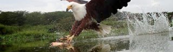 Documentaire animalier - Afrique sauvage 
